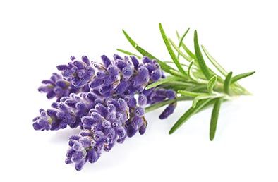 Lavanda